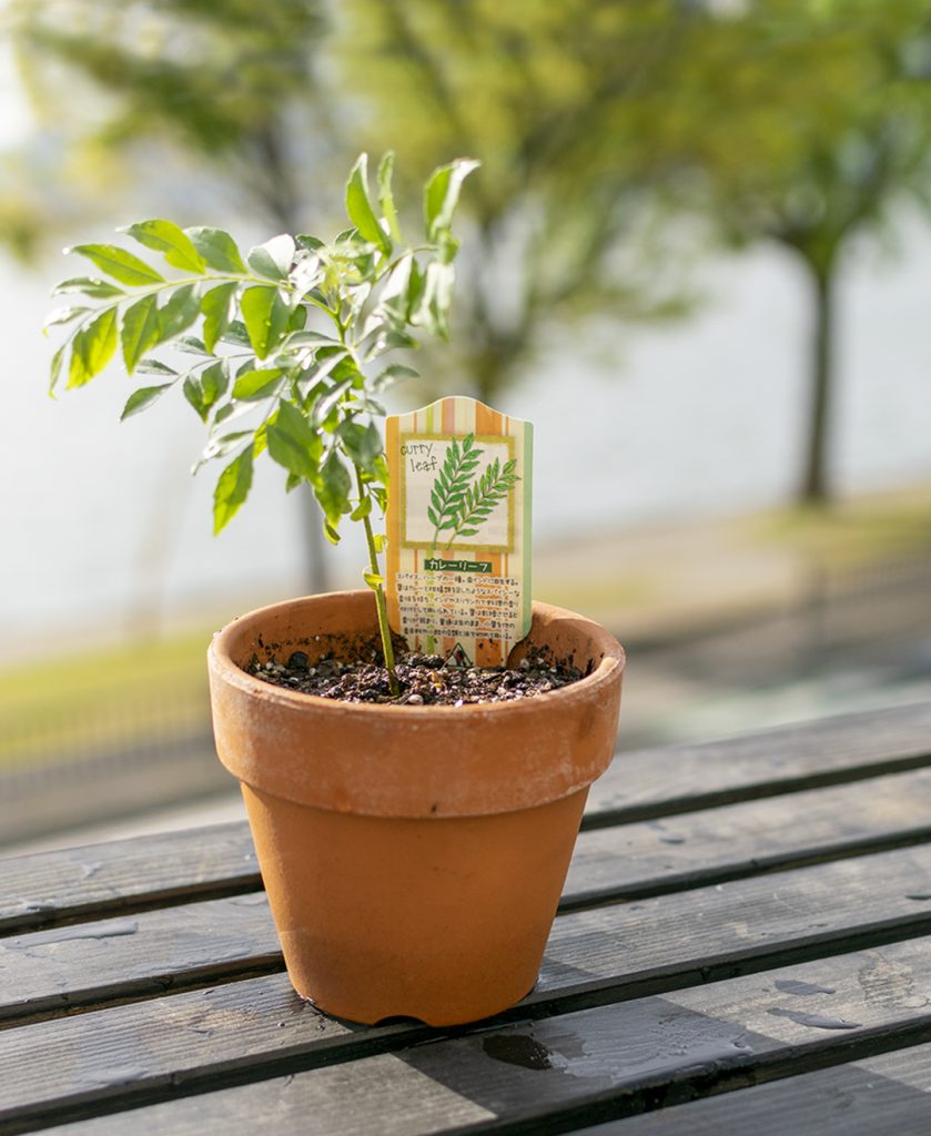 カレーリーフを入手 〜南インド料理には欠かせないフレッシュスパイス