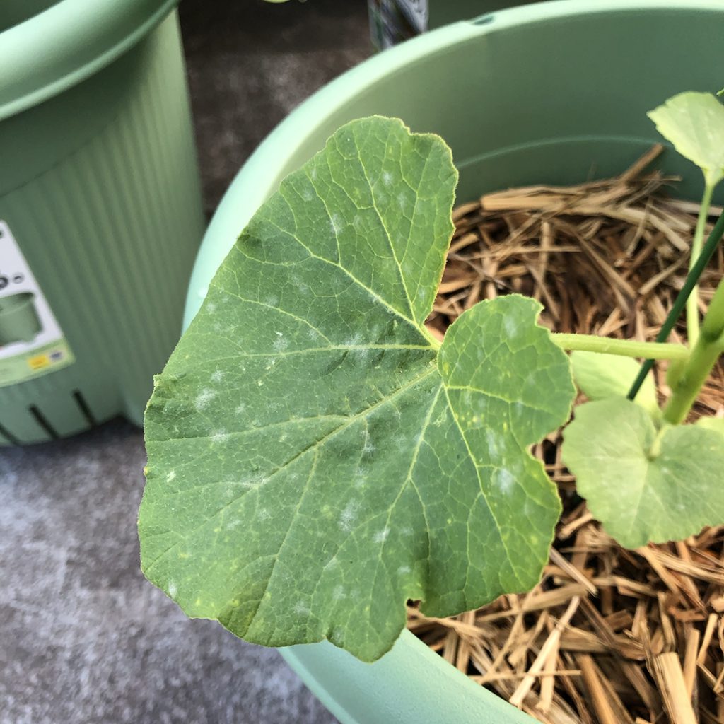 家庭菜園 うどん粉病対策の実験結果 Kohei Office