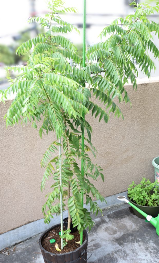 カレーリーフ 〜成長記録 その2〜 | Kohei Office